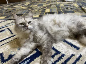 راغدول شيرازي
