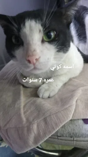 قط للبيع مكفول السعر بل خاص تاعب بل تربيته وعندي فيديو اله وهو صغير.