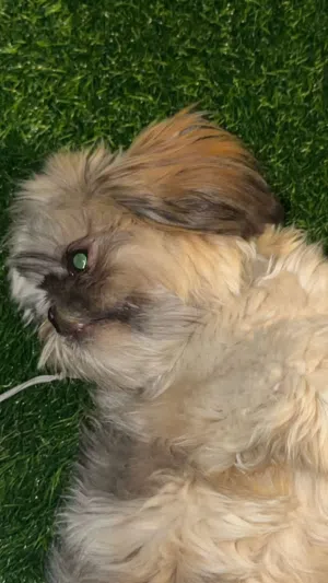 شيتزو ذكر للبيبع