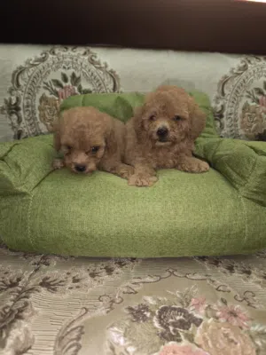 toy poodles