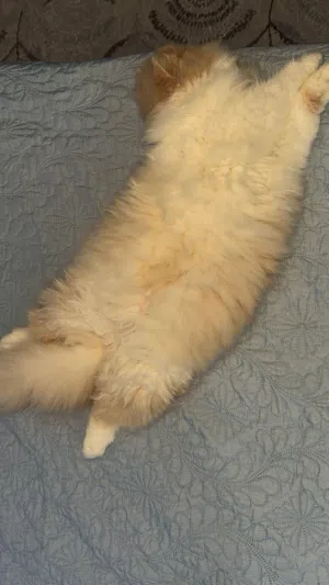 قطه اوكزتيك انثى للبيع