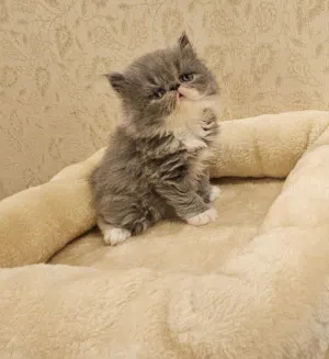persian peke face