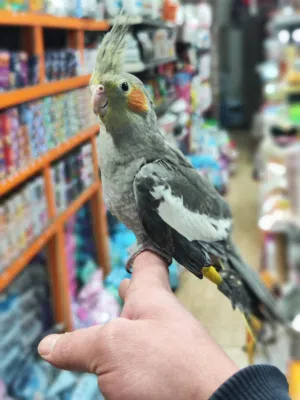 اخر حبه ببغاء كوكتيل بسعر سفاح