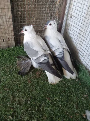 حمام سوالو زوج