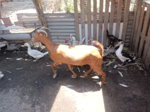 صخول 2 مضاريع