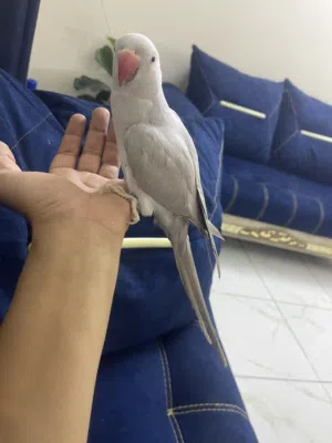 مراوس ويه كاسكو وانطي فرق