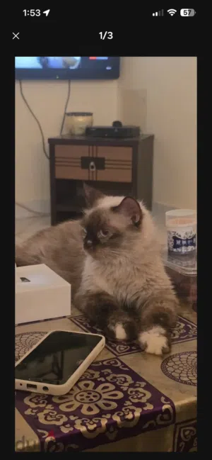 Himalayan cat for sale