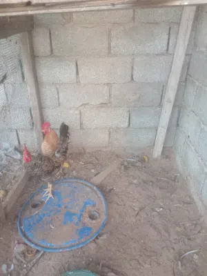 5فراريج للبيع جمله مع بعض ولا بالفروج
