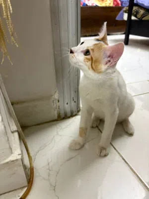 free adoption for male and female kitten