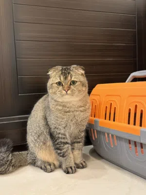 ذكر سكوتش فولد للتبني