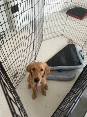 Golden retriever female puppy