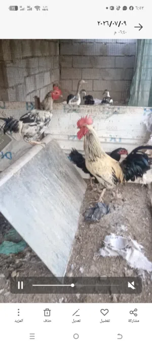دجاج وبط للبيع