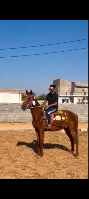 فرص إنتاج محلي بي شفرتها
