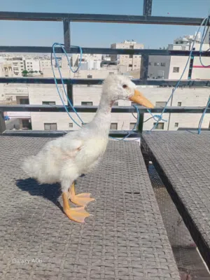 بطه حجم وسط ممتازه للبيع ادفع بحق الله وشيل مع اكلها