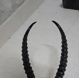 مطلوب قرون غزلان