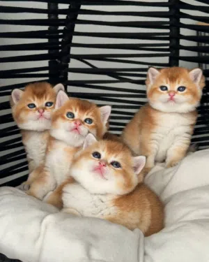 Scottish fold kittens