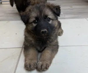 German shepherd purebred long hair black mask. عمر شهرين