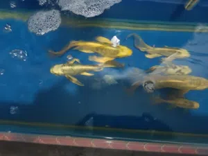 BIGGER SIZE OF BUTTERFLY KOI FISH FOR SALE