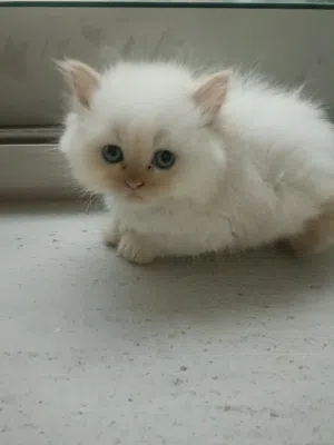 Adorable Himalayan Mix Male Kitten – 1 Month Old – Blue Eyes
