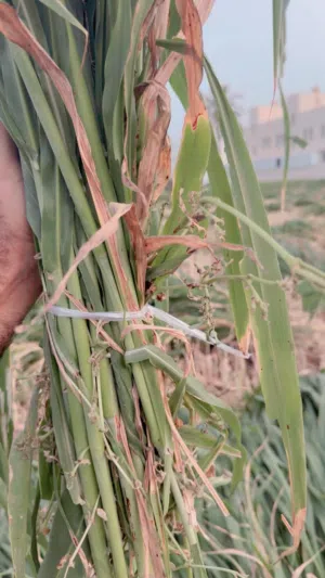 حريه عمانيه غشمر