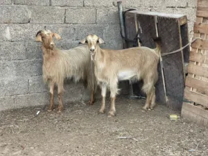 للبيع غنم من حلال الجواميد تابع الوصف
