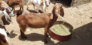 Goats0