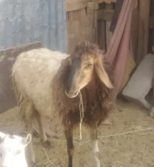 جاعده عمانيه