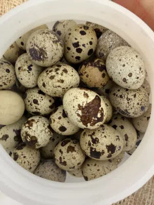 للبيع بيض فري (سمان) و بيض دجاج عربي جمع يومي من الحضيرة