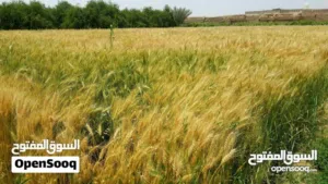Farm Land for Sale in Tripoli Espiaa