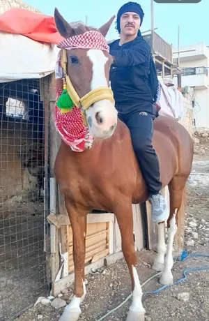 Horses2