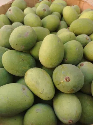 مانجو اخضر عماني