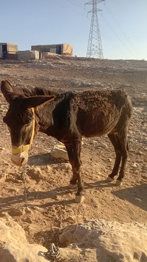 ‏حمير‏1