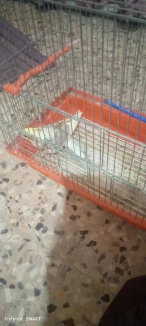 كوكتيل اليف طيرة الاتصال على