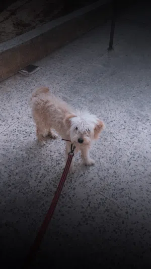 كلب زينة دكر عمره سنة ناشط