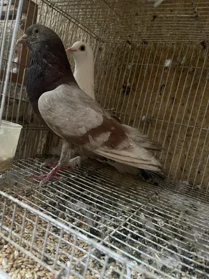 Pigeons3