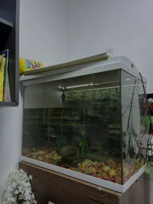 Fish Aquarium
