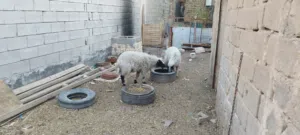 طليان اثنين ذكر ونثيه للبيع المكان ابو الخصيب