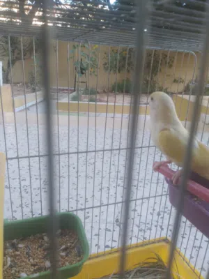 عصفور بركديلو للبيع