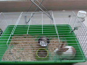 أرنب جميل للبيع