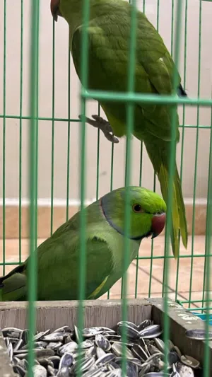زوج متوه شاهد لوصف