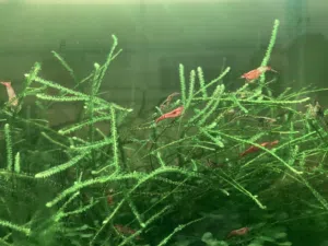 Aquarium plants Java / Christmas moss, Pelia moss for shrimp tank...