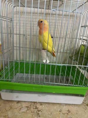 للبيع لوف بيرد بيور