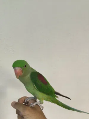 بغبغاء نيبالي