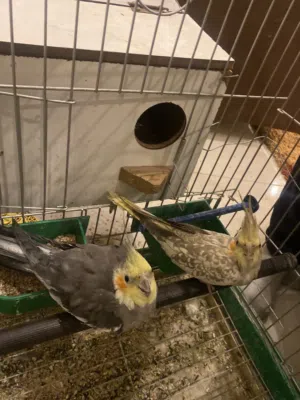 جوز كوكتيل شغالات وقريبين من تبيض