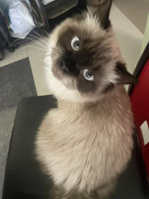 Siamese mixed cat
