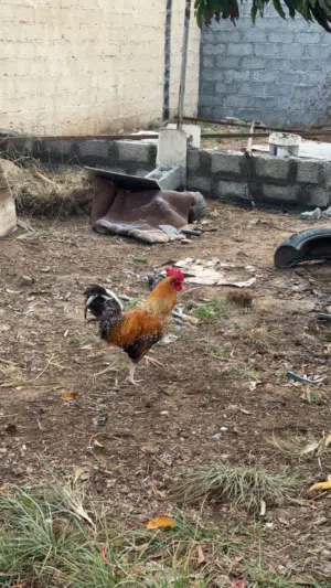 ددجاج ديك للبيع