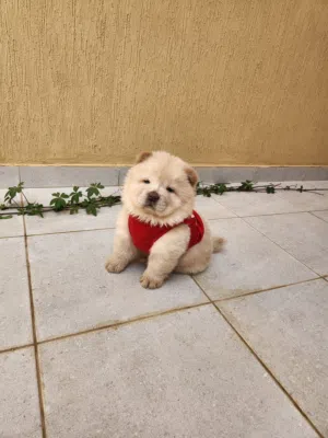 للبيع تشاو تشاو