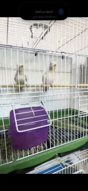 كوبيات روز وكوكتيل