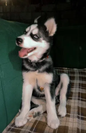 كلبين هاسكي للبيع الثنتين اناثي صلاه النبي ماخدين كل المطاعيم عمرهم 3 4 اشهر ماشاء الله لعوبات