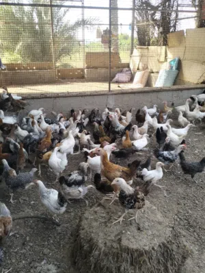 بيع دواجن مكس